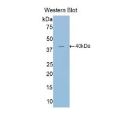 Western blot analysis of the recombinant protein.