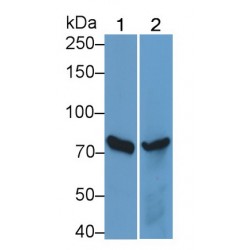 Interleukin 12 Receptor Beta 2 (IL12Rb2) Antibody