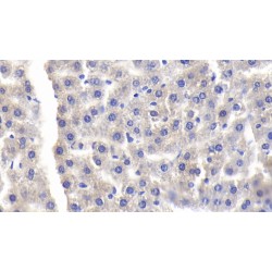 Lipopolysaccharide Binding Protein (LBP) Antibody