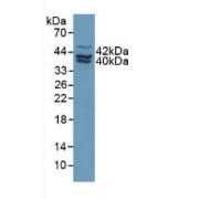 Western blot analysis of Human MCF7 Cells.