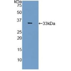 Plasminogen Activator Inhibitor 2 (PAI2) Antibody