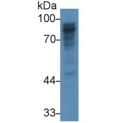 Polymeric Immunoglobulin Receptor (PIGR) Antibody