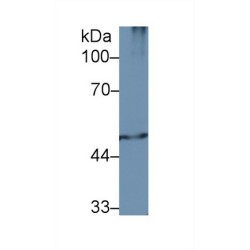 26S Proteasome Regulatory Subunit 7 (PSMC2) Antibody