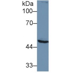 26S Proteasome Regulatory Subunit 7 (PSMC2) Antibody