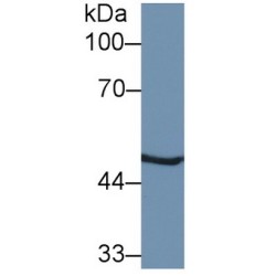 26S Proteasome Regulatory Subunit 7 (PSMC2) Antibody