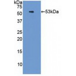 26S Proteasome Regulatory Subunit 6A (PSMC3) Antibody