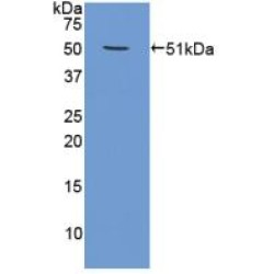 26S Proteasome Regulatory Subunit 6B (PSMC4) Antibody