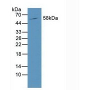 Western blot analysis of Mouse Liver Tissue.