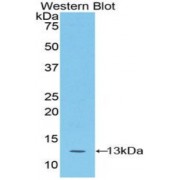 Western blot analysis of recombinant Mouse S100A4 Protein.
