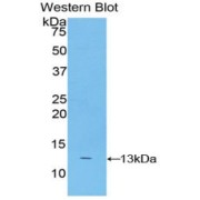Western blot analysis of the recombinant protein.