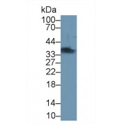 Western blot analysis of Mouse Skeletal muscle lysate, using Rat TNNT1 Antibody (1 µg/ml) and HRP-conjugated Goat Anti-Rabbit antibody (<a href="https://www.abbexa.com/index.php?route=product/search&amp;search=abx400043" target="_blank">abx400043</a>, 0.2 µg/ml).