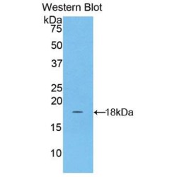 Acyl Carrier Protein, Mitochondrial (ACP) Antibody