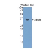abx103567