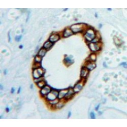 Endothelial Cell Adhesion Molecule (ESAM) Antibody