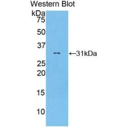 Gamma-Secretase Activating Protein (gSAP) Antibody