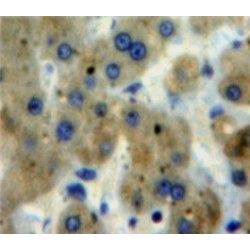 Glutathione S Transferase Omega 1 (GSTo1) Antibody