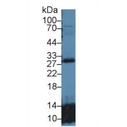 Western blot analysis of Mouse Lung lysate, using Human GSTt2 Antibody (1 µg/ml) and HRP-conjugated Goat Anti-Rabbit antibody (<a href="https://www.abbexa.com/index.php?route=product/search&amp;search=abx400043" target="_blank">abx400043</a>, 0.2 µg/ml).