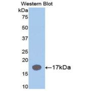 abx103620