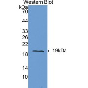 abx103625