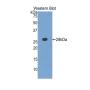 Western blot analysis of the recombinant protein.