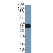 Western blot analysis of Mouse Cerebellum lysate, using Mouse MOG Antibody (1 µg/ml) and HRP-conjugated Goat Anti-Rabbit antibody (<a href="https://www.abbexa.com/index.php?route=product/search&amp;search=abx400043" target="_blank">abx400043</a>, 0.2 µg/ml).