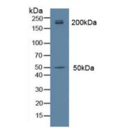 Western blot analysis of Rat Brain Tissue.