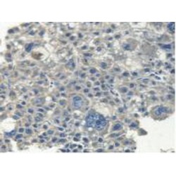 Myosin 14 (MYH14) Antibody