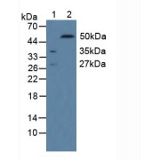 Western blot analysis of (1) Rat Serum and (2) Rat Kidney Tissue.