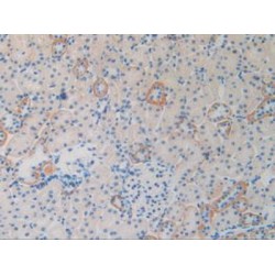 Natural Killer Cell Receptor 2B4 (CD244) Antibody