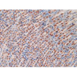 Natural Killer Cell Receptor 2B4 (CD244) Antibody