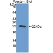 abx103643