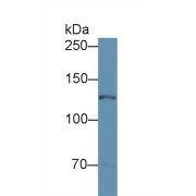 abx103645