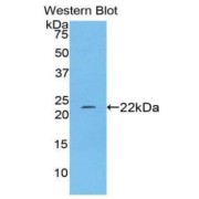 abx103647