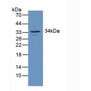 Western blot analysis of Mouse Brain Tissue.