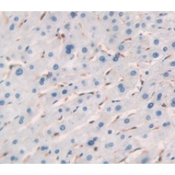 Regulator of G Protein Signaling 4 (RGS4) Antibody