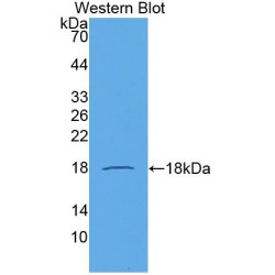 C-C Motif Chemokine 21 (CCL21) Antibody