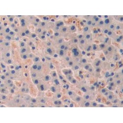 Telomeric Repeat-Binding Factor 1 (TERF1) Antibody