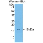 abx103669