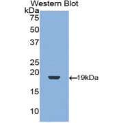 abx103670