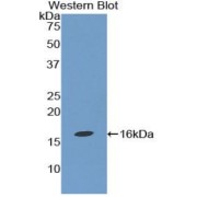 abx103671