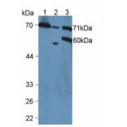 Western blot analysis of (1) Mouse Kidney Tissue, (2) Mouse Placenta Tissue and (3) Human HeLa cells.