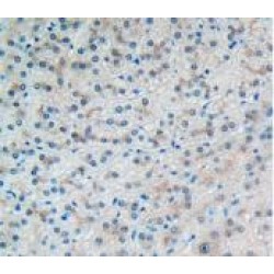 Vascular Cell Adhesion Molecule 1 (VCAM1) Antibody