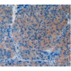 Vascular Cell Adhesion Molecule 1 (VCAM1) Antibody