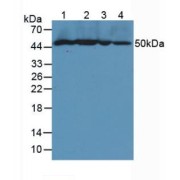 abx103676