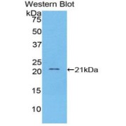 abx103678
