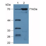 abx103681