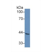 abx103683