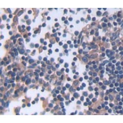 B-Cell CLL/Lymphoma 2 Like Protein (Bcl2L) Antibody