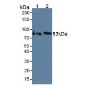 abx103693
