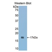 abx103695